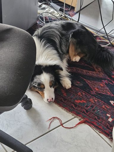 Unser Büro Hund Floki
